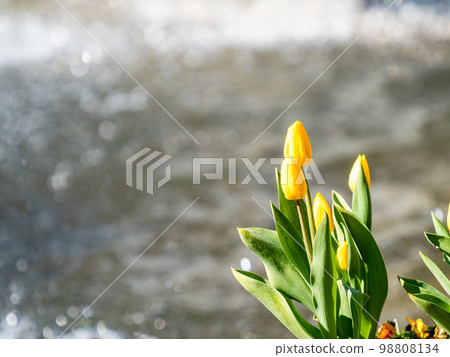 波光粼粼的噴泉和盛開的黃色鬱金香令人耳目一新 波光粼粼的噴泉和盛開的黃色鬱金香令人耳目一新 98808134