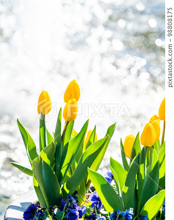 A refreshing view of sparkling fountains and yellow tulips in full bloom 98808175
