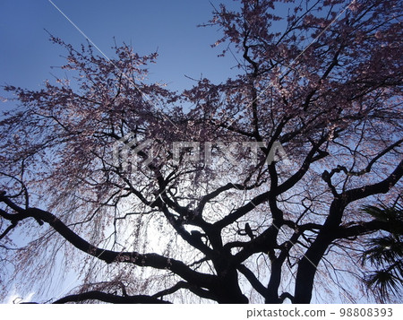 Weeping cherry tree in backlight Weeping cherry tree in backlight 98808393