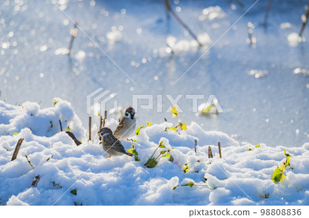 Sparrows on snow 98808836
