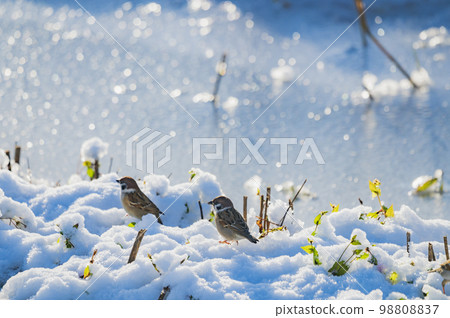 在雪上的麻雀 98808837