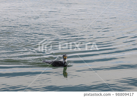Cormorant swimming in Lake Biwa 98809417