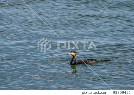 琵琶湖鸕鶿游泳 琵琶湖鸕鶿游泳 98809435