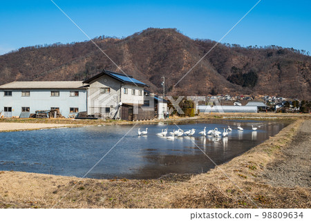 Swans relaxing in winter paddy fields [Toyoshina, Azumino City] 98809634