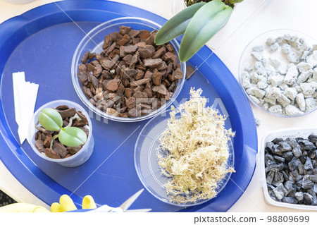 orchid transplanting, woman transplanting houseplants orchid transplanting, woman transplanting houseplants 98809699