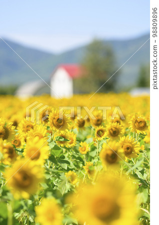 北海道赤井川村 Enjoy Farm Yume 的向日葵田 98809896