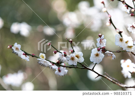 白梅花 白梅花 98810371