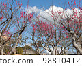 Red Plum Blossoms Red Plum Blossoms 98810412