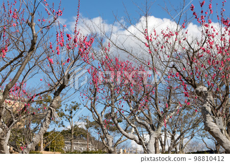 Red Plum Blossoms Red Plum Blossoms 98810412
