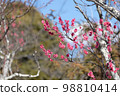 Red Plum Blossoms Red Plum Blossoms 98810414
