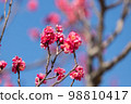 Red Plum Blossoms Red Plum Blossoms 98810417