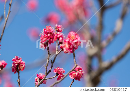 Red Plum Blossoms Red Plum Blossoms 98810417