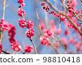 Red Plum Blossoms Red Plum Blossoms 98810418