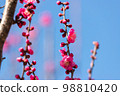 Red Plum Blossoms Red Plum Blossoms 98810420
