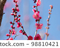 Red Plum Blossoms Red Plum Blossoms 98810421
