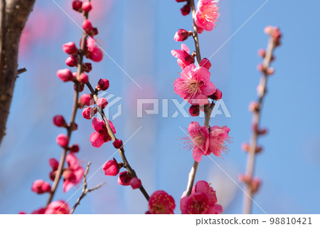 紅梅花 紅梅花 98810421