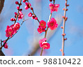 Red Plum Blossoms Red Plum Blossoms 98810422
