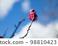 Red Plum Blossoms Red Plum Blossoms 98810423