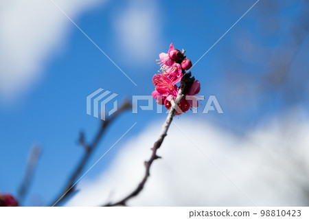 Red Plum Blossoms Red Plum Blossoms 98810423