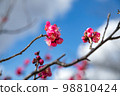 Red Plum Blossoms Red Plum Blossoms 98810424