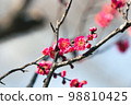 Red Plum Blossoms Red Plum Blossoms 98810425