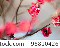 Red Plum Blossoms Red Plum Blossoms 98810426