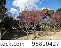 Red Plum Blossoms Red Plum Blossoms 98810427