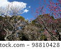 Red Plum Blossoms Red Plum Blossoms 98810428
