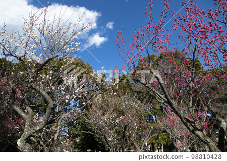 Red Plum Blossoms Red Plum Blossoms Red Plum Blossoms Red Plum Blossoms 98810428