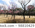Red Plum Blossoms Red Plum Blossoms 98810429