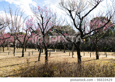 Red Plum Blossoms Red Plum Blossoms Red Plum Blossoms Red Plum Blossoms 98810429
