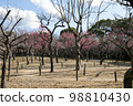 Red Plum Blossoms Red Plum Blossoms 98810430