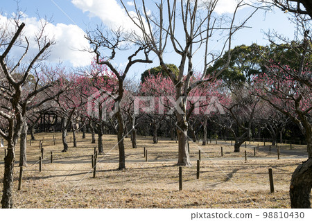 紅梅花 紅梅花 98810430