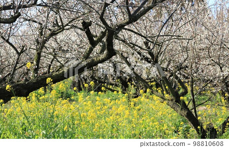 White plum blossoms and rape blossoms - Contrast of white and yellow in early spring ① 98810608