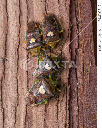 Esakimon 臭蟲在樹皮下越冬 98810742