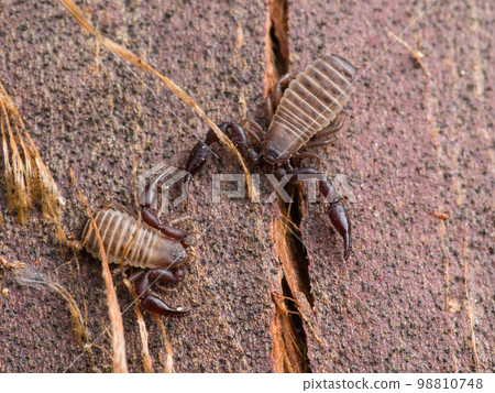 一種在樹皮下越冬的臭蟲 98810748