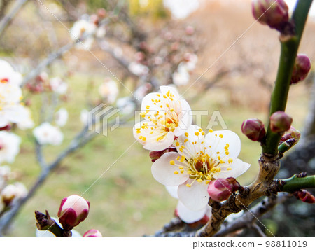 Beautiful plum blossoms beginning to bloom in the New Year White plum blossoms 98811019