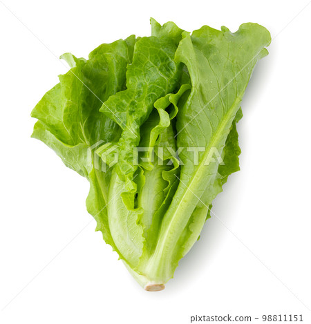 Lettuce Romain isolated on a white background 98811151