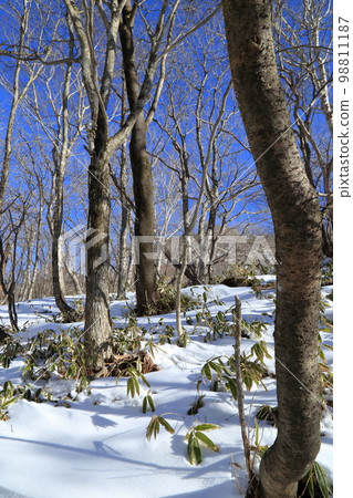 嚴冬的赤城山風景（駒岳起點的登山路/2023年1月） 98811187