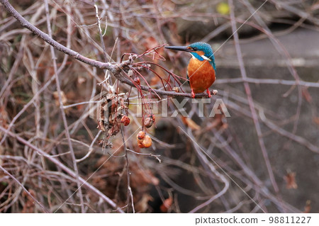 翠鳥瞄準獵物 98811227