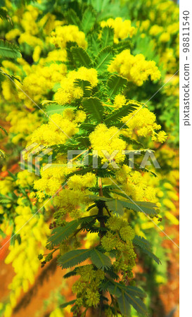 Grevillea glassfire 花景觀 98811540