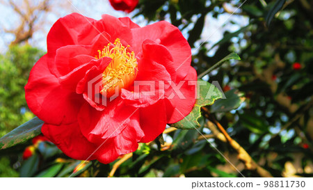 Landscape with camellia flowers Landscape with camellia flowers 98811730