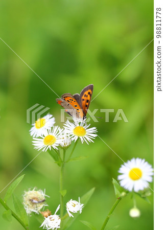 蝴蝶抽花蜂蜜 蝴蝶抽花蜂蜜 98811778