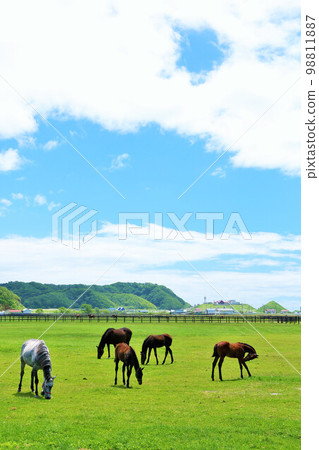 Thoroughbred farm of Hokkaido blue sky 98811887