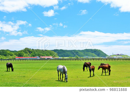 Thoroughbred farm of Hokkaido blue sky 98811888