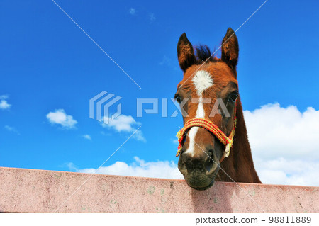 Hokkaido Aozora no Thoroughbred 98811889