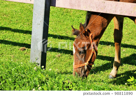 Hokkaido thoroughbred ranch 98811890