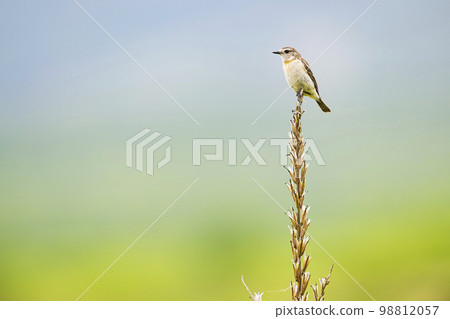 Nobataki female 98812057