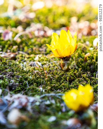 新年開始綻放的可愛阿多尼斯 98812279