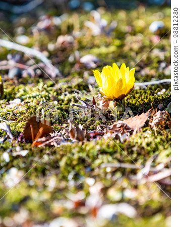 新年開始綻放的可愛阿多尼斯 新年開始綻放的可愛阿多尼斯 98812280
